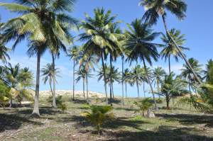 Praia da Siribinha