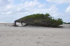 Praia da Arvoré da Preguiça